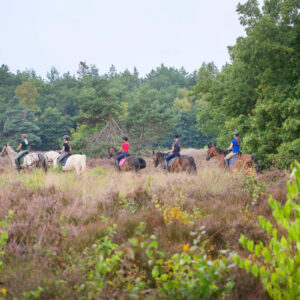Met je eigen paard op vakantie in het Drents-Friese Wold Drenthe- Nederland - Afbeelding 6