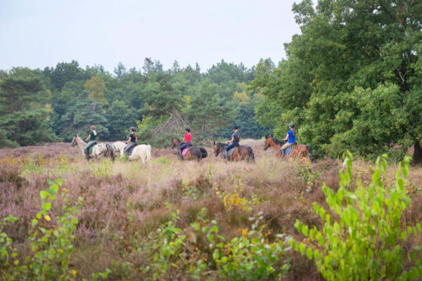 Met je eigen paard op vakantie in het Drents-Friese Wold Drenthe- Nederland