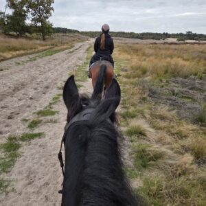 Met je eigen paard op vakantie Loonse en Drunense Duinen Noord-Brabant - Nederland - Afbeelding 3