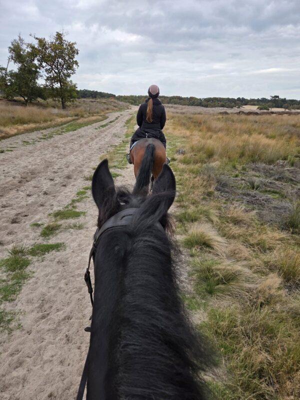 Met je eigen paard op vakantie Loonse en Drunense Duinen Noord-Brabant - Nederland