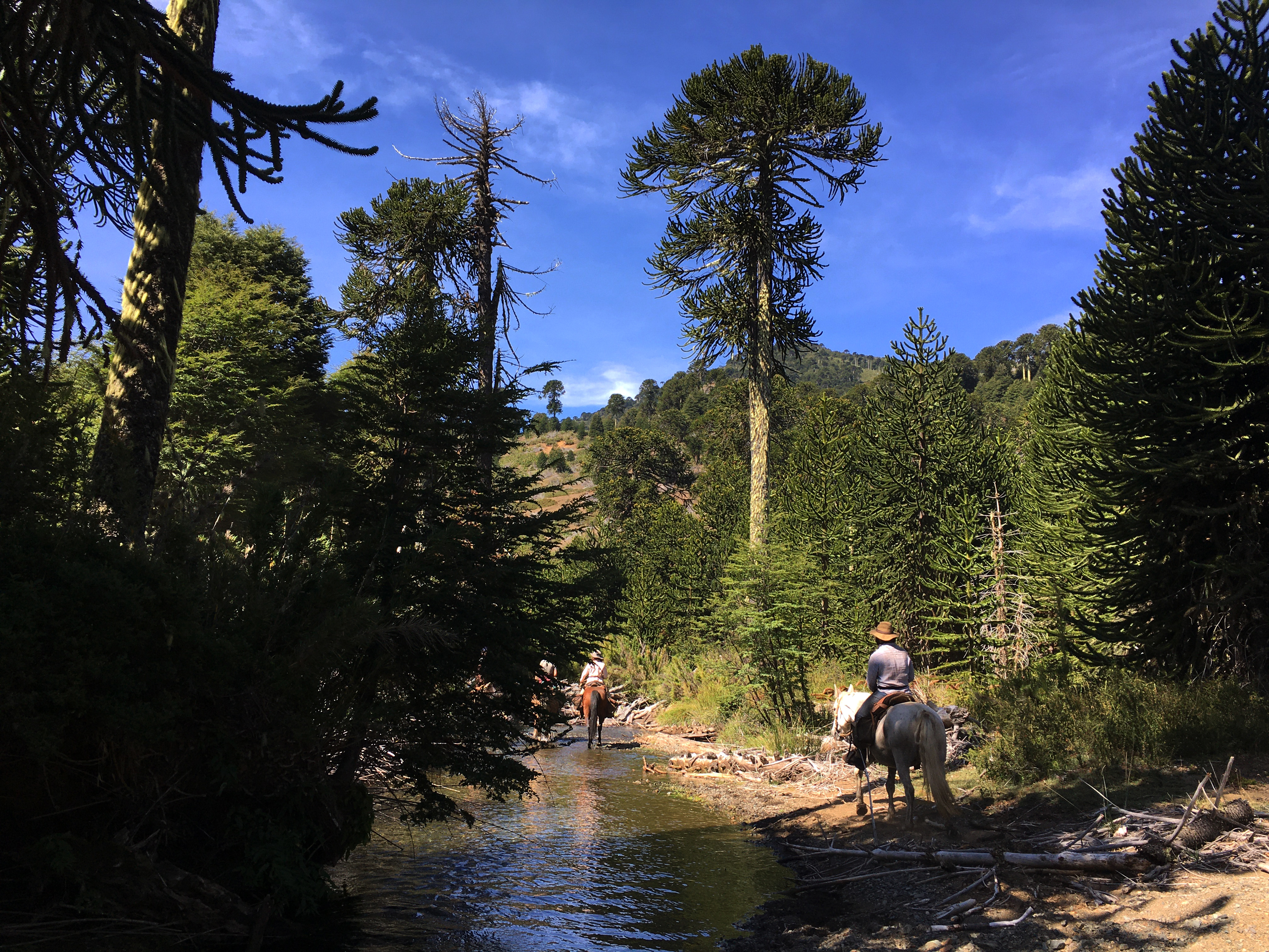 Ranchvakantie met verschillende ritten/tochten in Pucón - Chili - Afbeelding 23