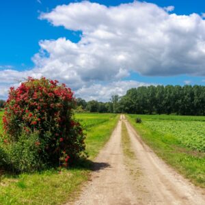 Met je eigen paard op vakantie in het hart van Noord-Limburg - Nederland - Afbeelding 2