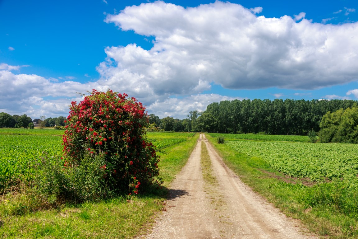 Met je eigen paard op vakantie in het hart van Noord-Limburg - Nederland - Afbeelding 2
