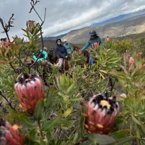 8-daagse paardrijtocht van de Klein Karoo naar de stranden van de Garden Route. - Afbeelding 13