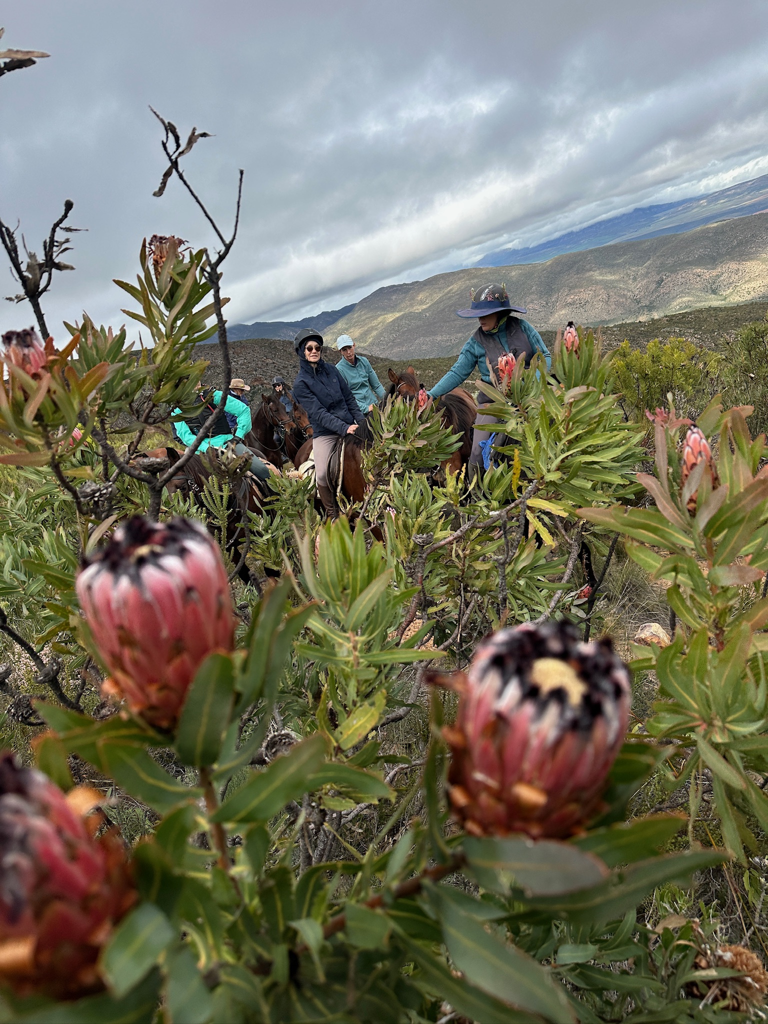 8-daagse paardrijtocht van de Klein Karoo naar de stranden van de Garden Route. - Afbeelding 13