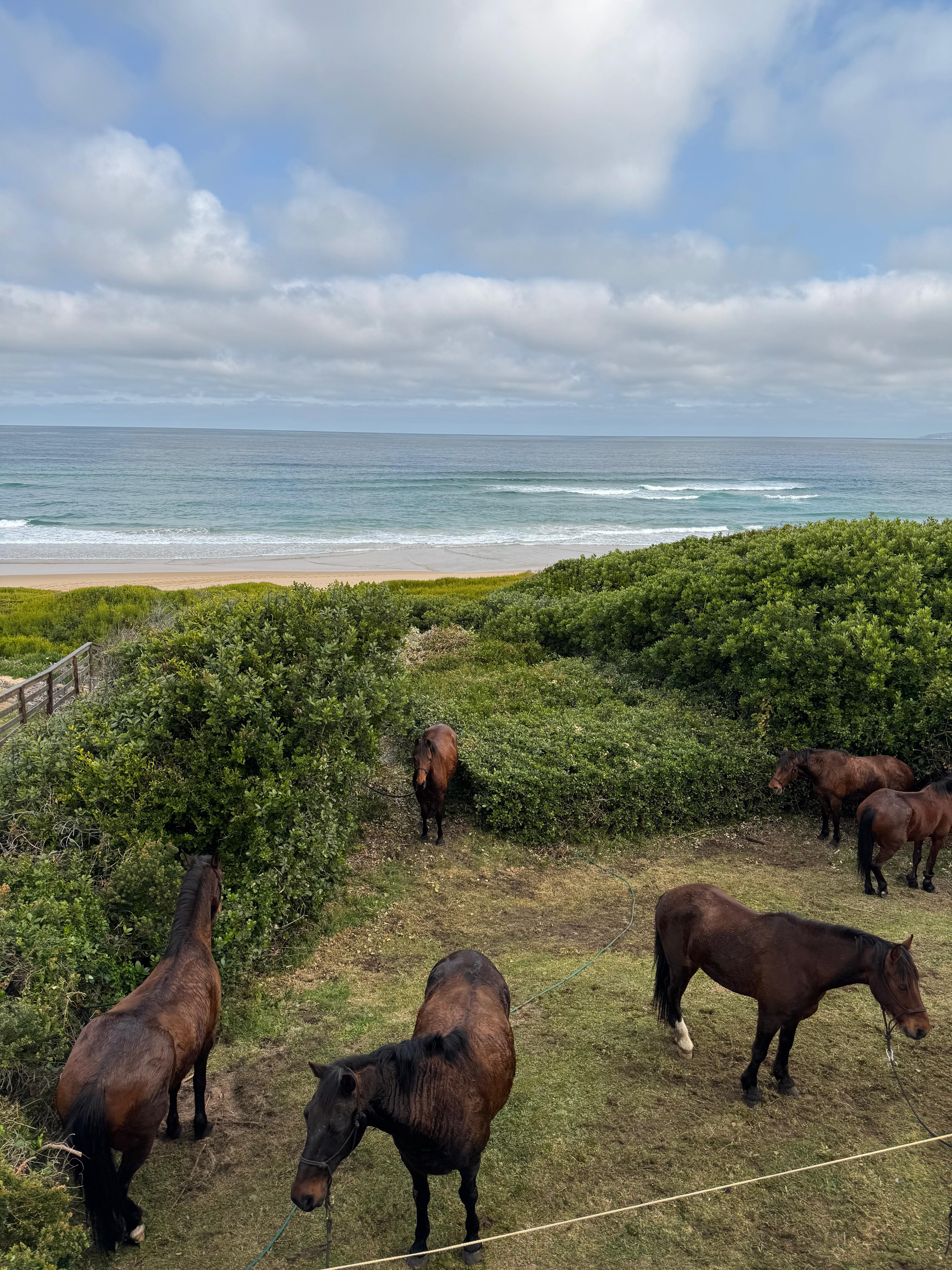 8-daagse paardrijtocht van de Klein Karoo naar de stranden van de Garden Route. - Afbeelding 7