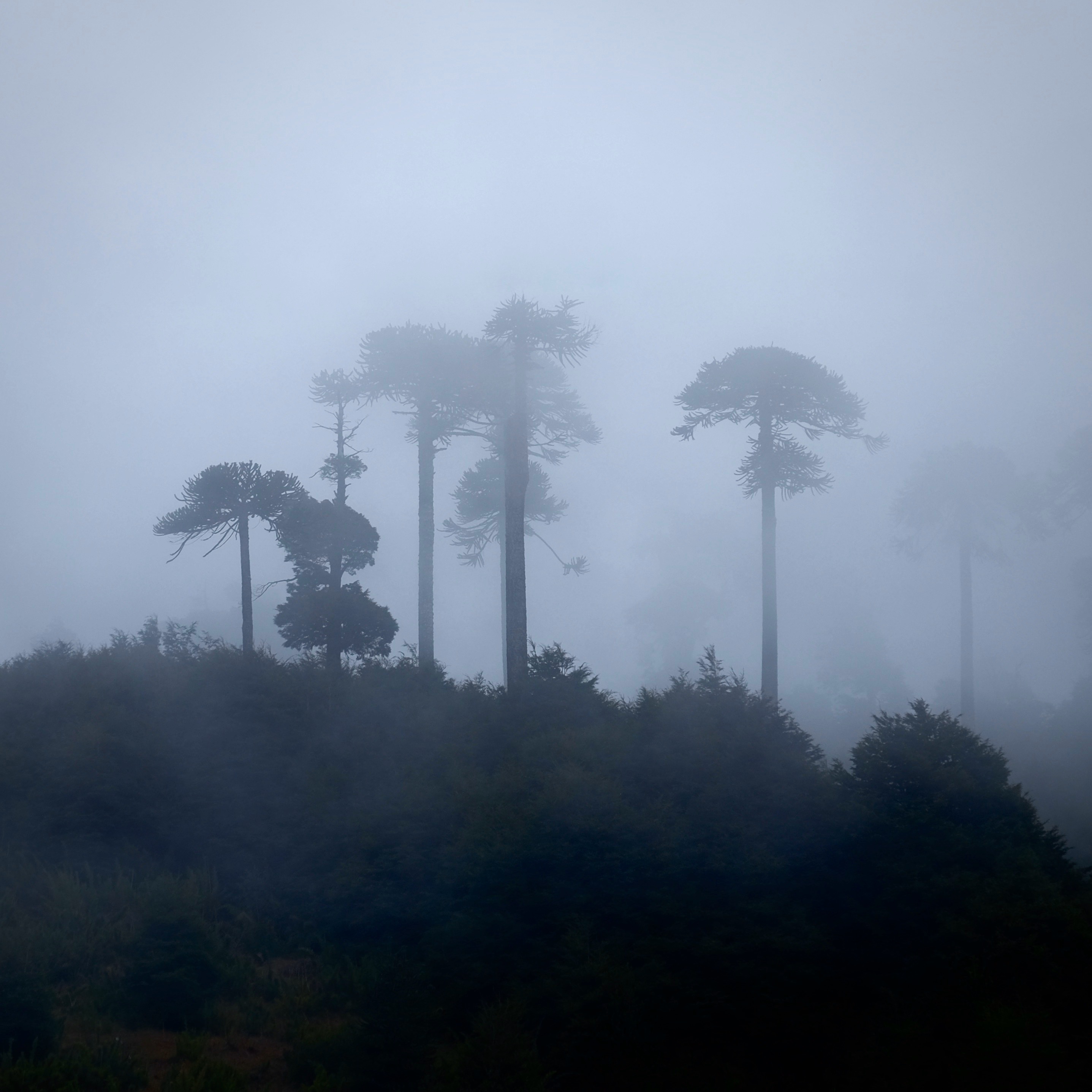 Ranchvakantie met verschillende ritten/tochten in Pucón - Chili - Afbeelding 19
