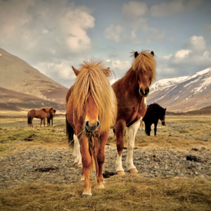 Privérit (evt. met overnachting) - IJsland.