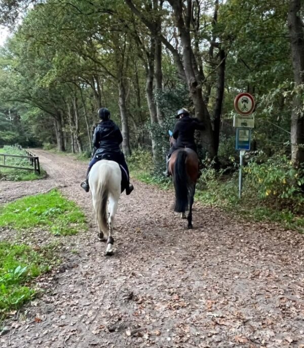 Met je eigen paard op vakantie Loonse en Drunense Duinen Noord-Brabant - Nederland