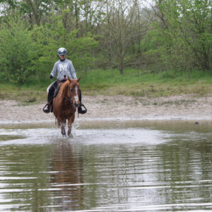 Met je eigen paard op vakantie in De Maashorst Brabant - Nederland - Afbeelding 5