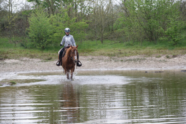 Met je eigen paard op vakantie in De Maashorst Brabant - Nederland