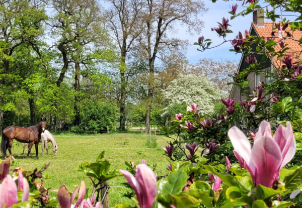 Met je eigen paard op vakantie in het Drents-Friese Wold Drenthe- Nederland