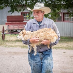 Ranchvakantie Western Wolf Creek - Montana - Afbeelding 8