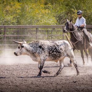 Ranchvakantie Western Wolf Creek - Montana - Afbeelding 10