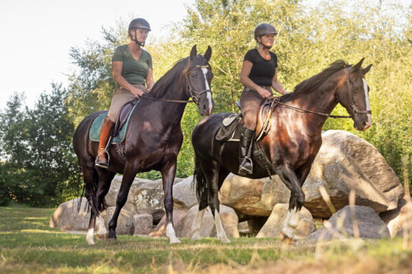 Met je eigen paard op vakantie in het Drents-Friese Wold Drenthe- Nederland