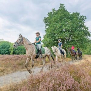 Met je eigen paard op vakantie in het Drents-Friese Wold Drenthe- Nederland - Afbeelding 4