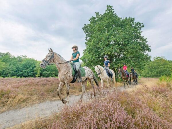 Met je eigen paard op vakantie in het Drents-Friese Wold Drenthe- Nederland