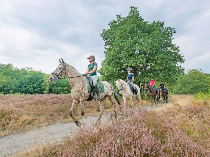 Met je eigen paard op vakantie in het Drents-Friese Wold Drenthe- Nederland - Afbeelding 4