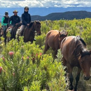 8-daagse paardrijtocht van de Klein Karoo naar de stranden van de Garden Route. - Afbeelding 23