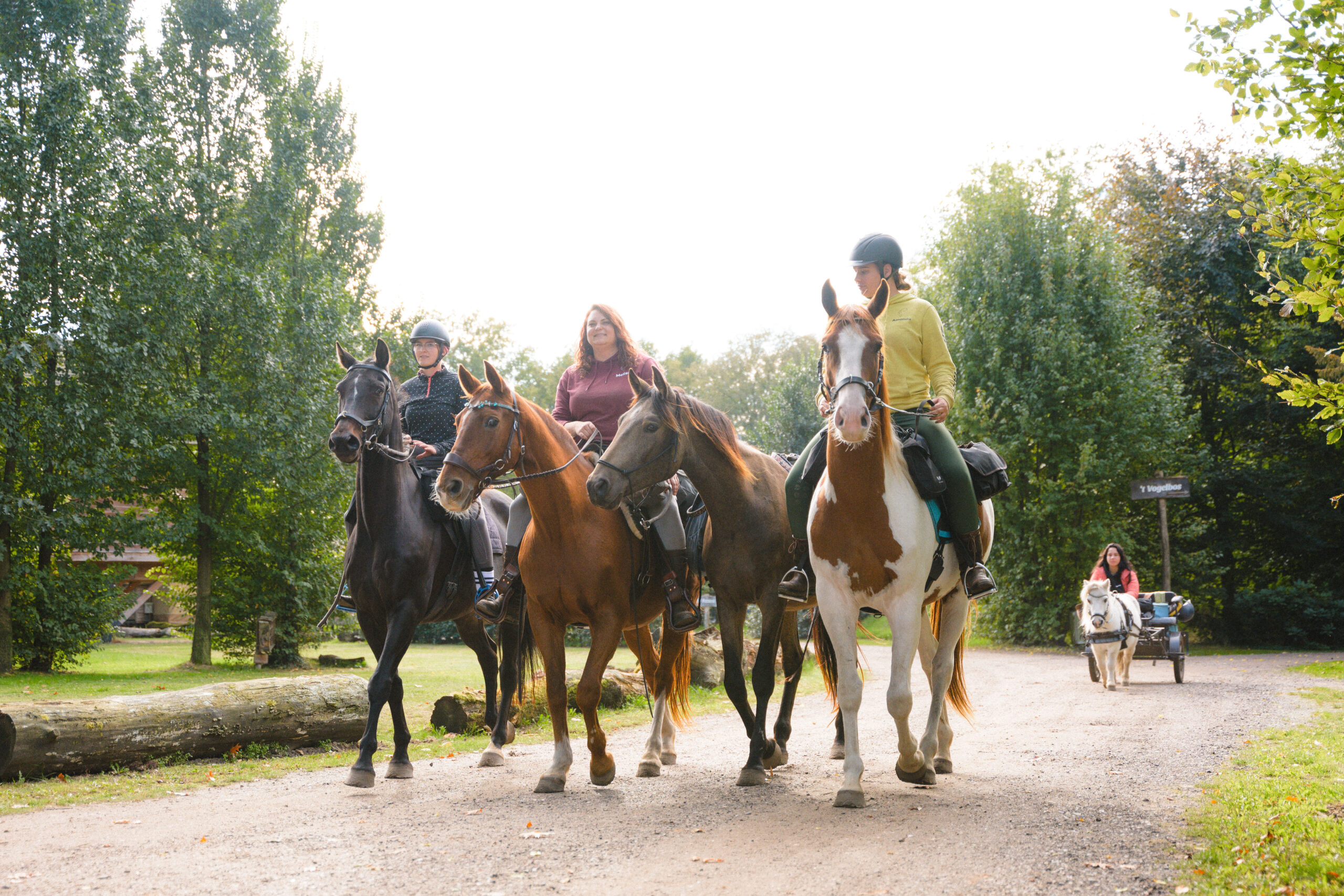 Met je eigen paard op vakantie in De Maashorst Brabant - Nederland - Afbeelding 7