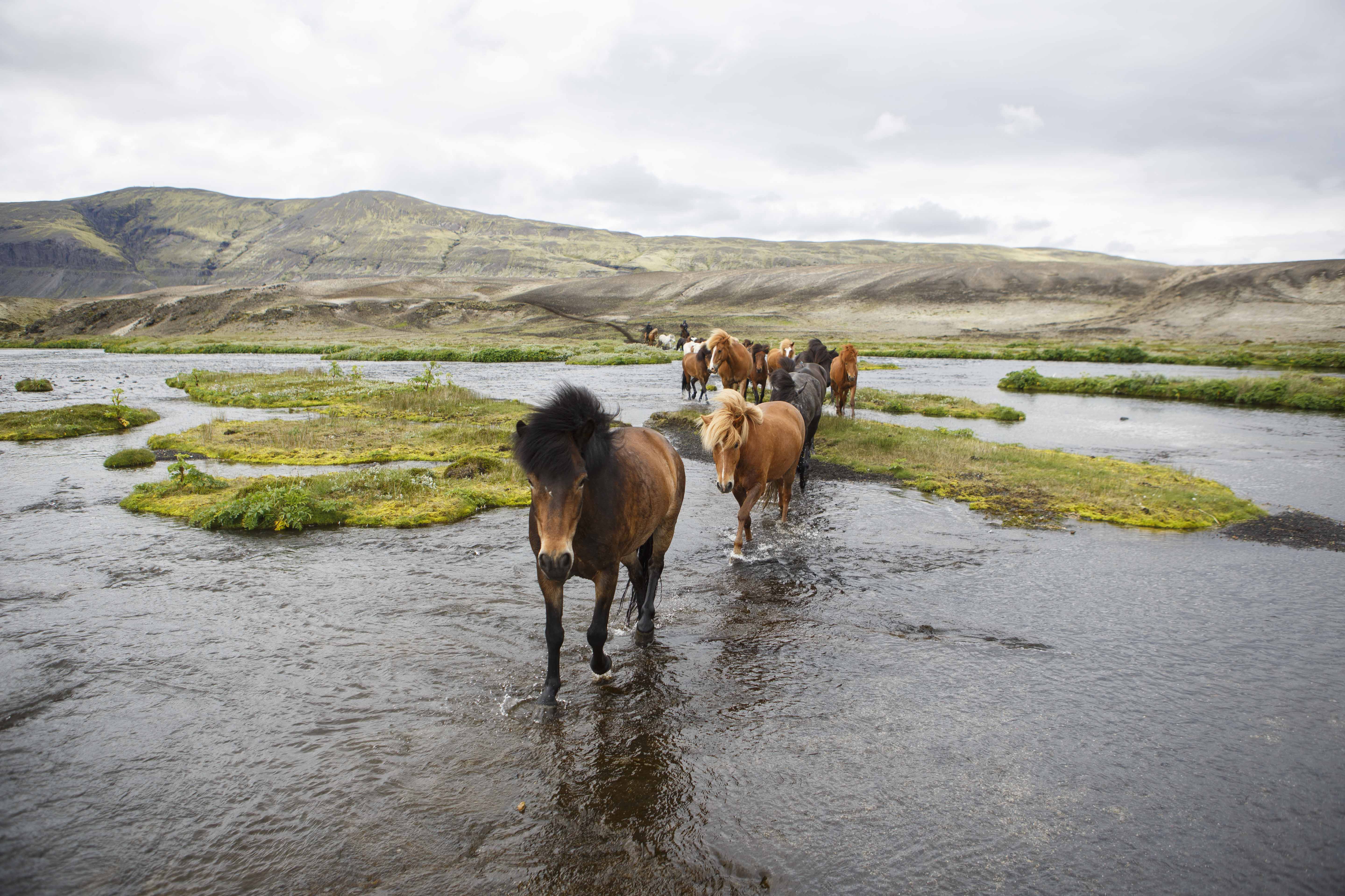 7-daagse paardrijtocht naar Landmannalaugar - IJsland - Afbeelding 5