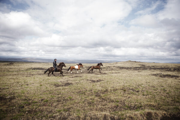 7-daagse paardrijtocht naar Landmannalaugar - IJsland