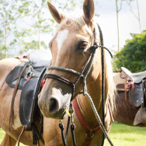 8-daagse Paardrijdtocht bergen, vulkanen, regenwoud - Costa Rica - Afbeelding 35