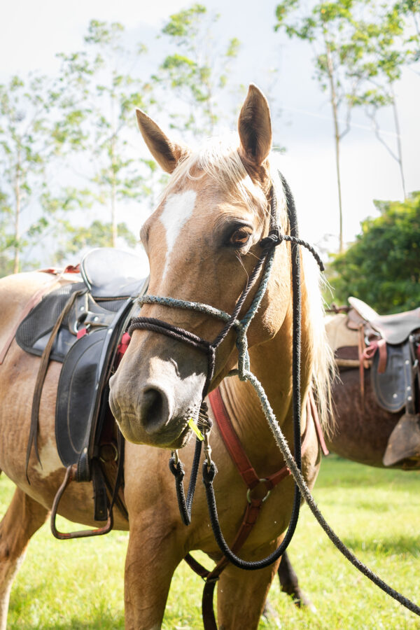 8-daagse Paardrijdtocht bergen, vulkanen, regenwoud - Costa Rica