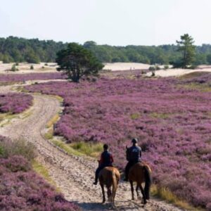 Privérit (evt. met overnachting) - Loonse en Drunense Duinen Noord-Brabant - Nederland - Afbeelding 1