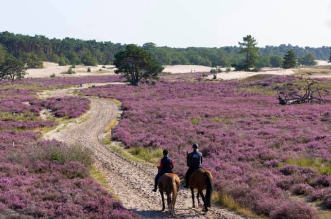 Privérit (evt. met overnachting) - Loonse en Drunense Duinen Noord-Brabant - Nederland