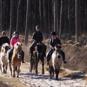 Ponykamp voor ruiters van 10 t/m 17 jaar - Loonse en Drunense Duinen Noord-Brabant - Nederland