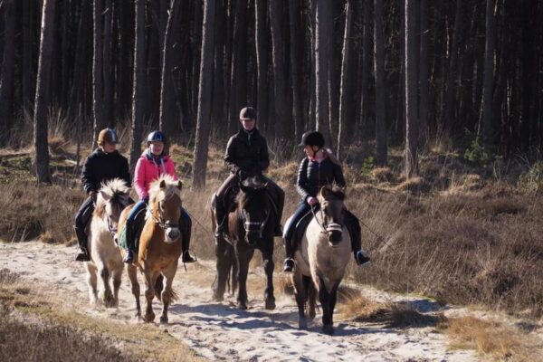 Ponykamp voor ruiters van 10 t/m 17 jaar - Loonse en Drunense Duinen Noord-Brabant - Nederland