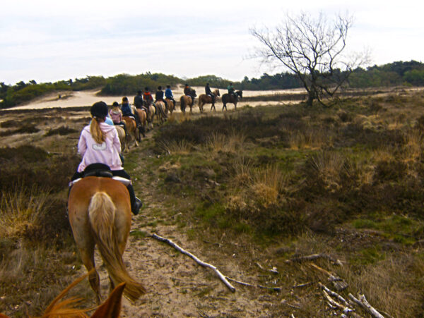 Ponykamp voor ruiters van 10 t/m 17 jaar - Loonse en Drunense Duinen Noord-Brabant - Nederland