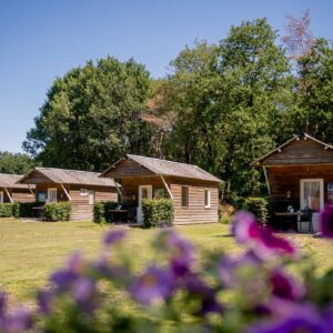 Hittax (evt. met overnachting) - Loonse en Drunense Duinen Noord-Brabant - Nederland - Afbeelding 7