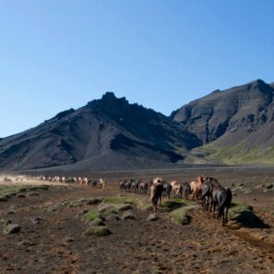 6-daagse paardrijtocht over het Snæfellsnes-schiereiland - IJsland - Afbeelding 7
