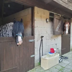 Paardrijkamp met je eigen paard voor ouder & kind Westerveld Drenthe - Nederland - Afbeelding 7