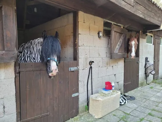 Paardrijkamp met je eigen paard voor ouder & kind Westerveld Drenthe - Nederland