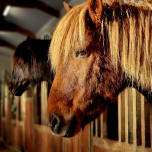 Buitenritten in de omgeving van Reykjavík - IJsland - Afbeelding 6