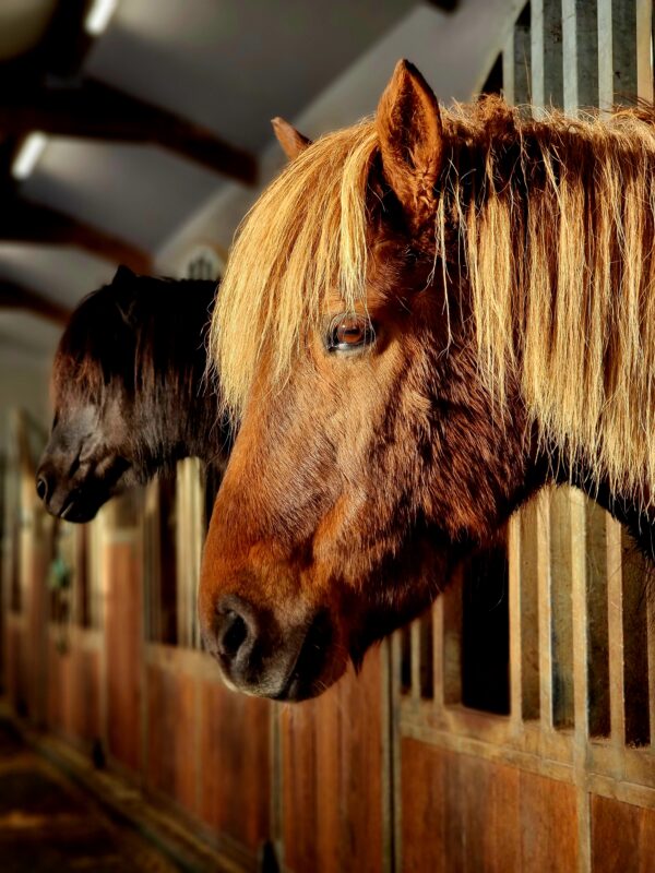 Buitenritten in de omgeving van Reykjavík - IJsland