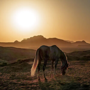 10-daagse paardrijtocht door Wadi Rum - Jordanië - Afbeelding 33