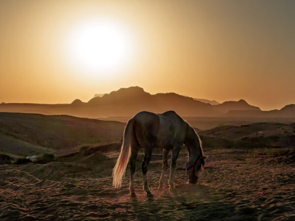 10-daagse paardrijtocht door Wadi Rum - Jordanië