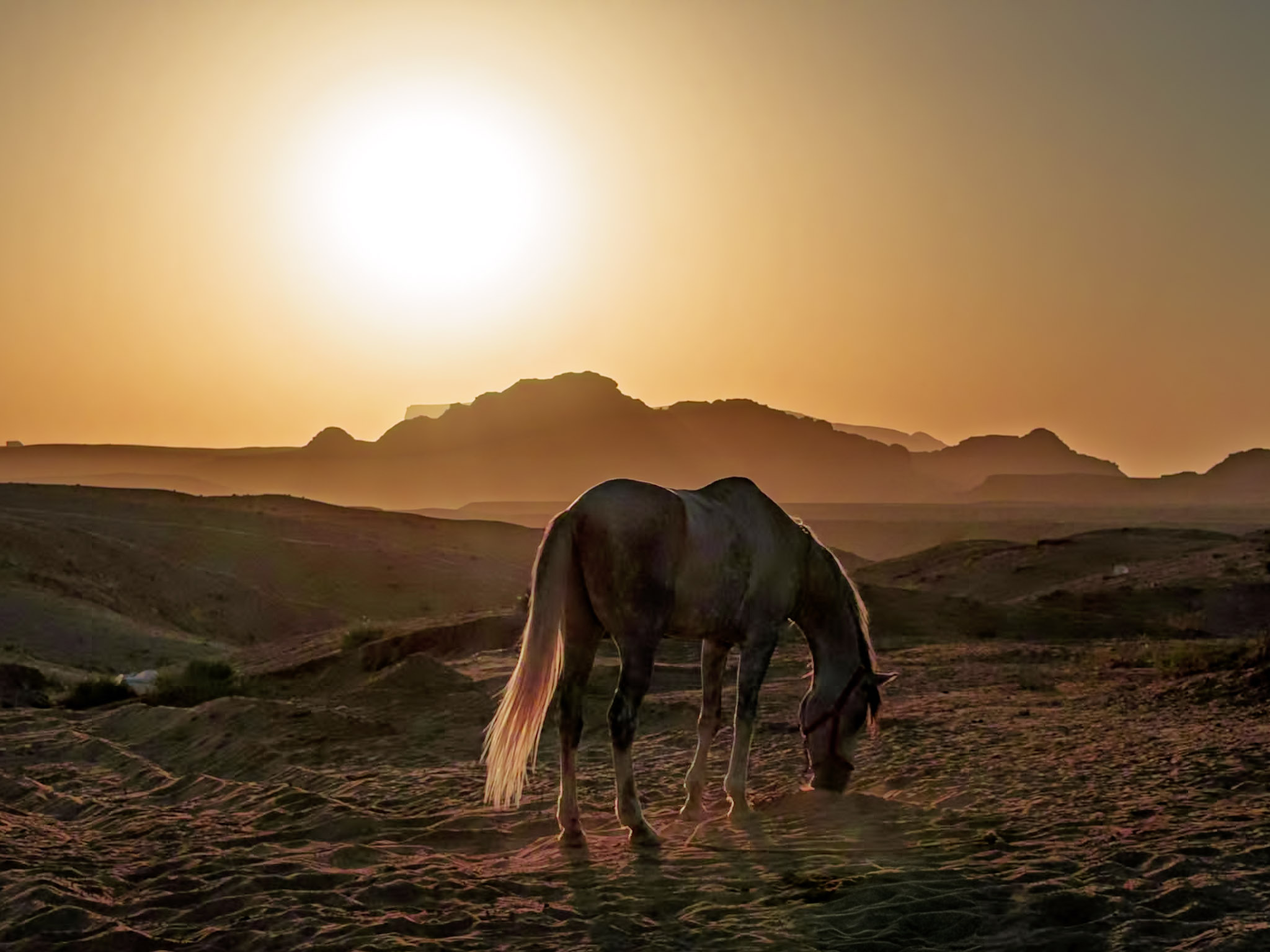 10-daagse paardrijtocht door Wadi Rum - Jordanië - Afbeelding 33