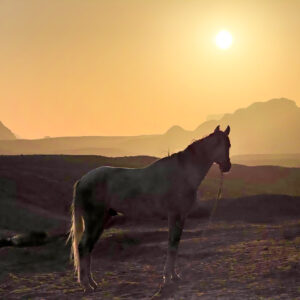 10-daagse paardrijtocht van Petra naar Wadi Rum - Jordanië - Afbeelding 33