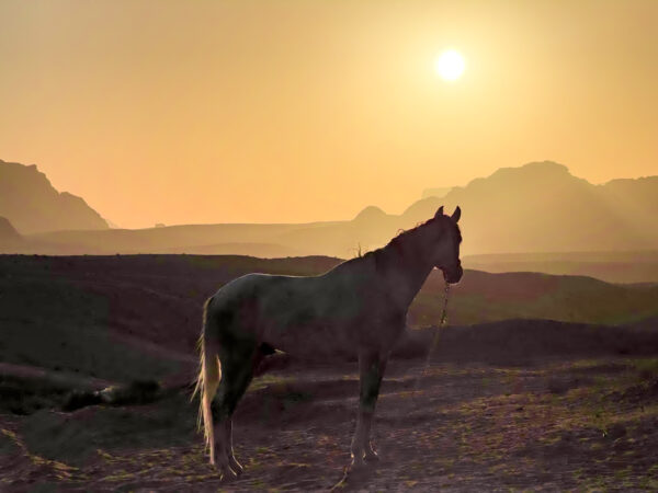 10-daagse paardrijtocht van Petra naar Wadi Rum - Jordanië