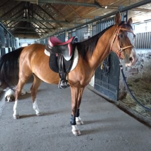 8-daagse paardrijtocht Thracië-tour - Bulgarije - Afbeelding 24