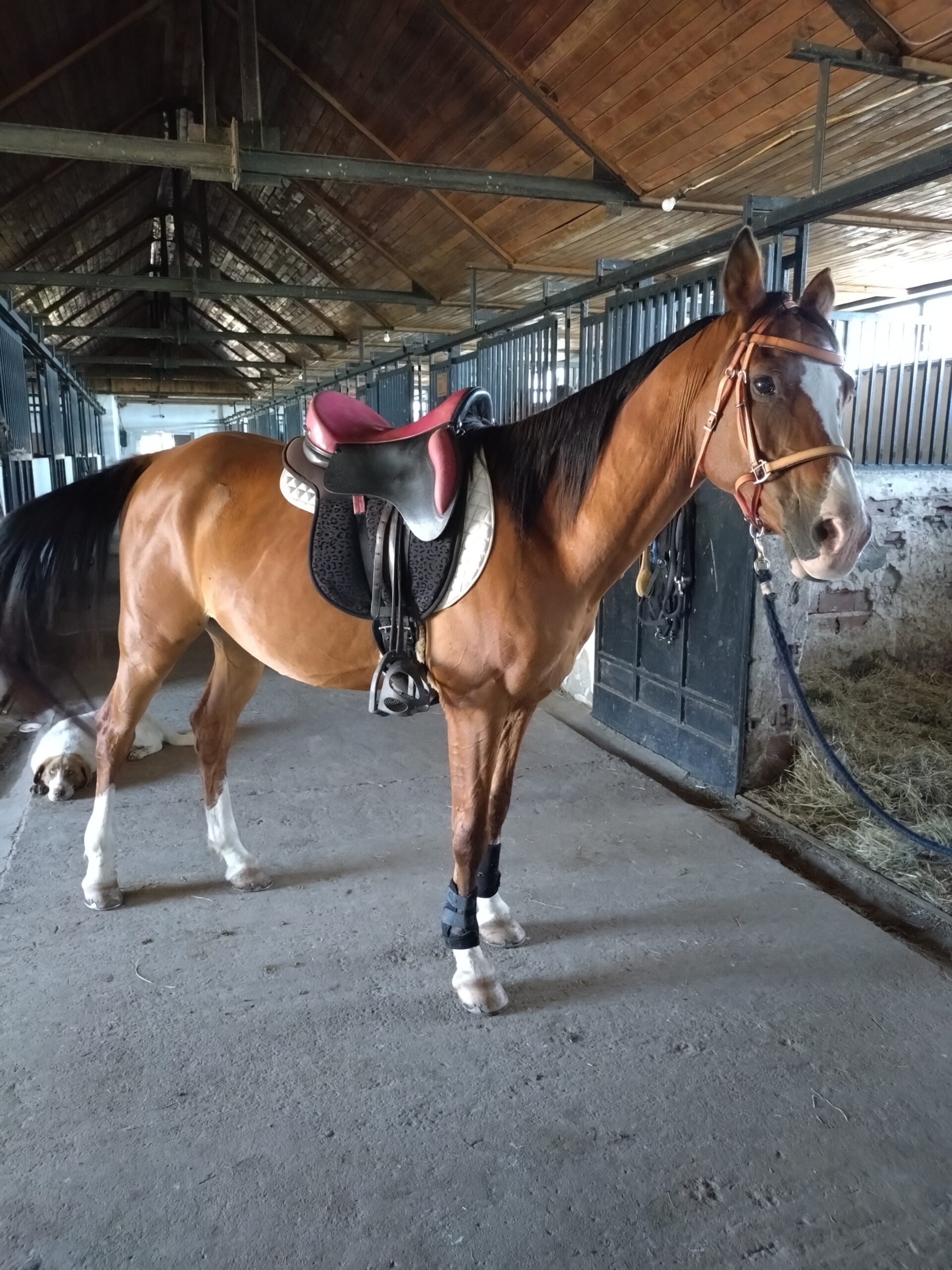 8-daagse paardrijtocht Thracië-tour - Bulgarije - Afbeelding 24