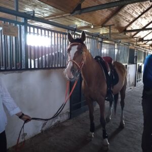 6-daagse paardrijtocht naar de top van het Rhodopegebergte - Bulgarije - Afbeelding 25