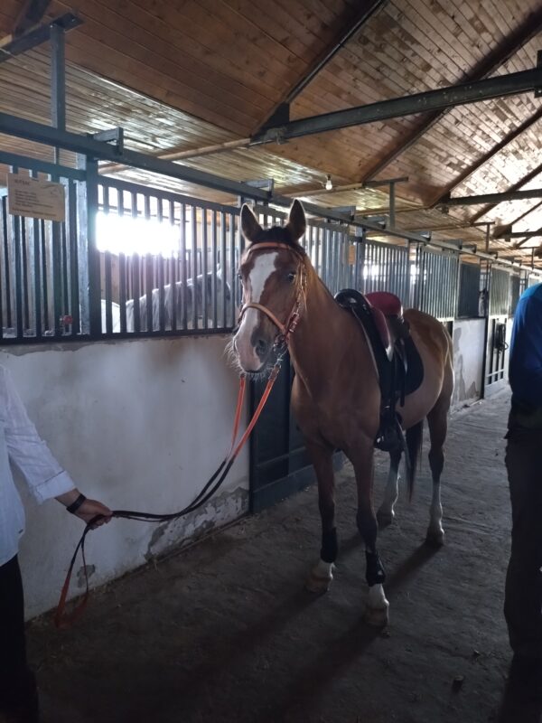 6-daagse paardrijtocht naar de top van het Rhodopegebergte - Bulgarije