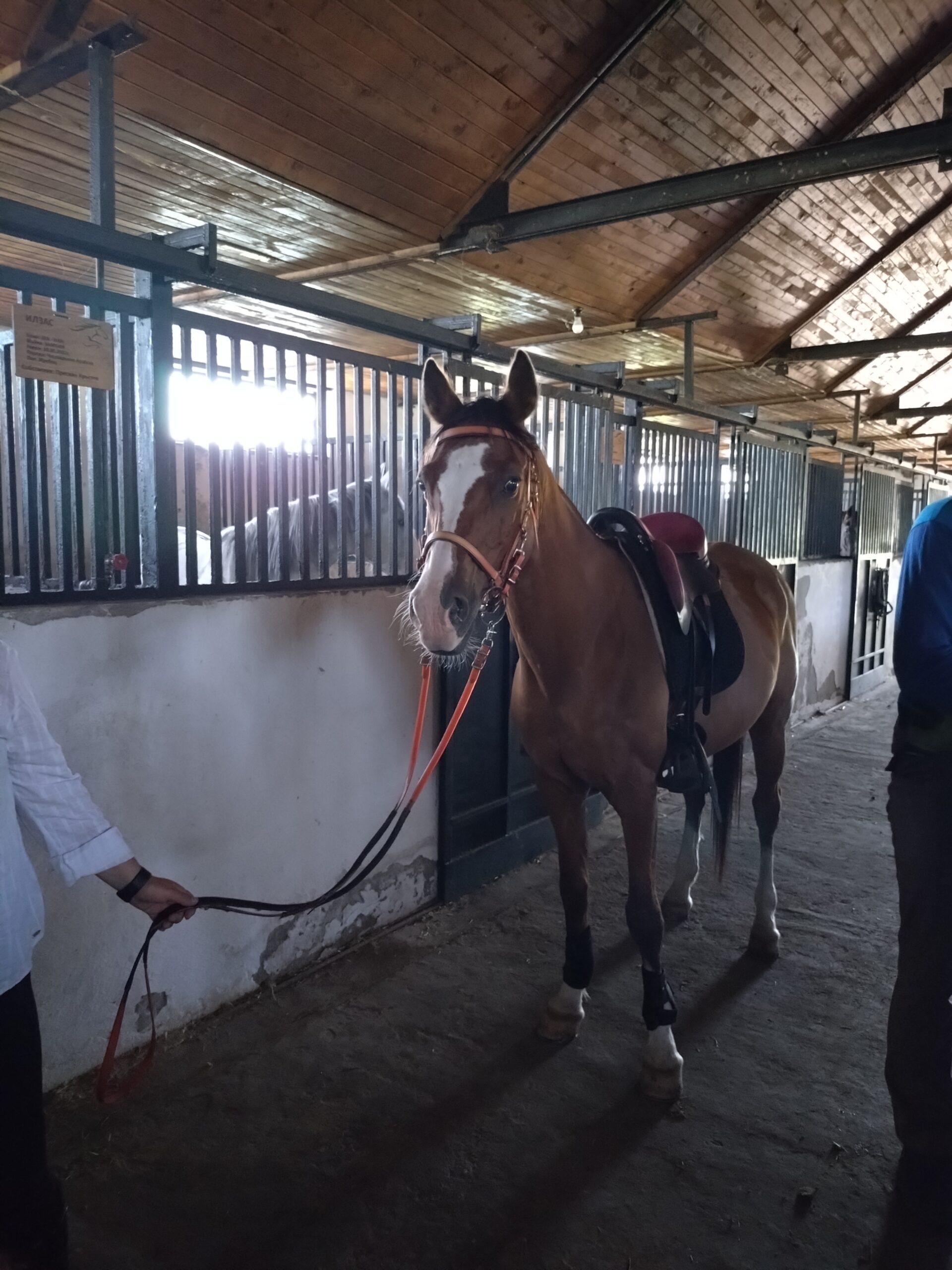 6-daagse paardrijtocht naar de top van het Rhodopegebergte - Bulgarije - Afbeelding 25