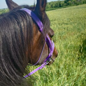 8-daagse paardrijtocht Thracië-tour - Bulgarije - Afbeelding 22